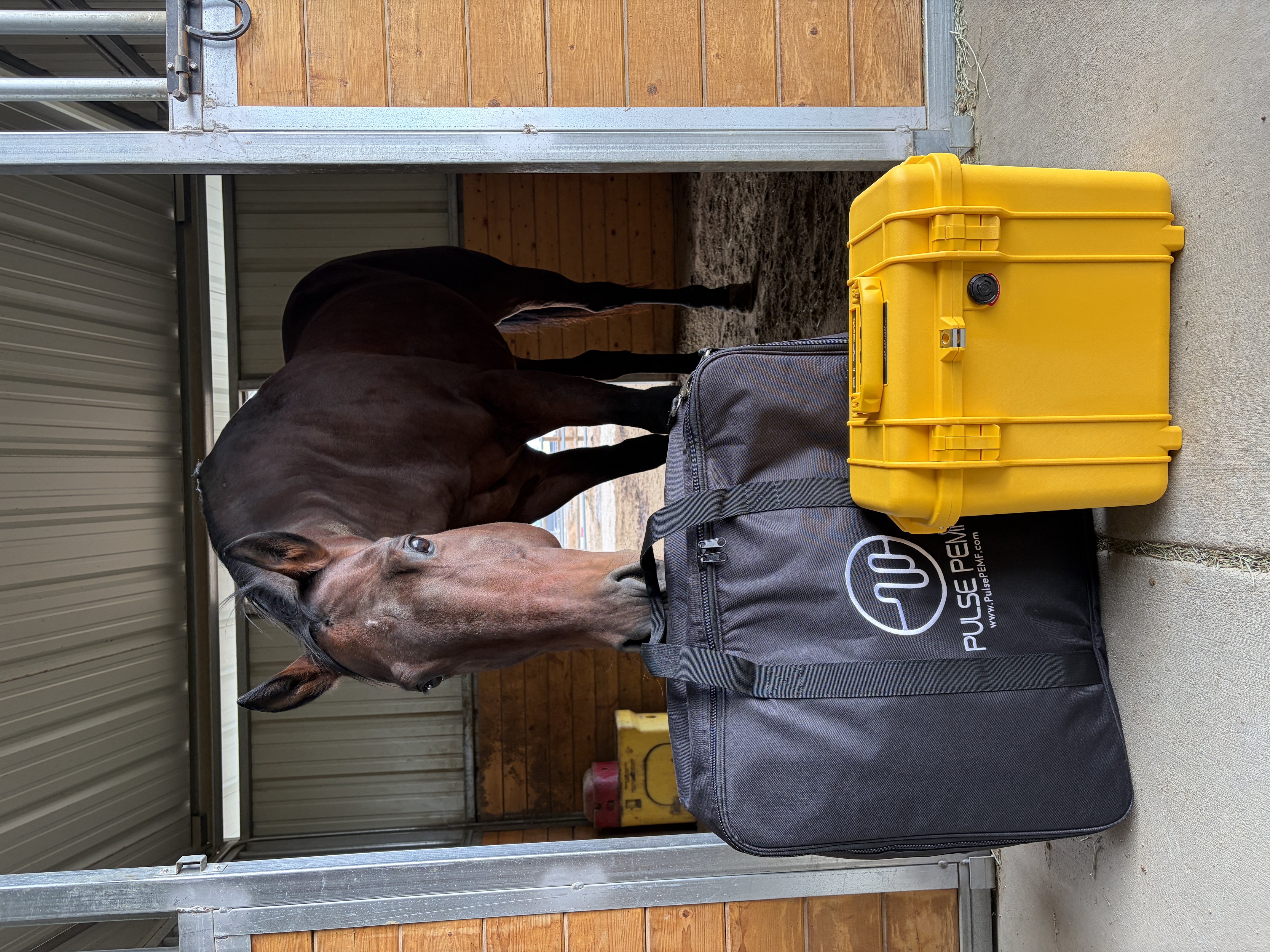 PEMF therapy for competitive horses